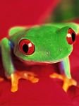 pic for redeyed greenfrog
